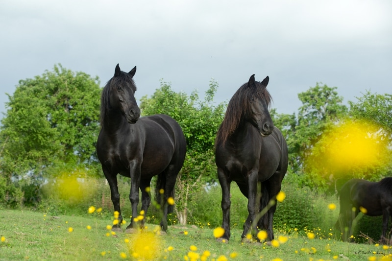 balades cheval seine et marne