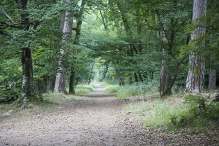 foret de fontainebleau