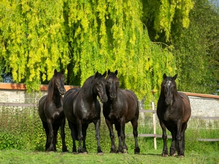 chevaux merens