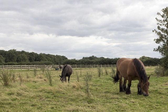 chevaux prés seine et marne