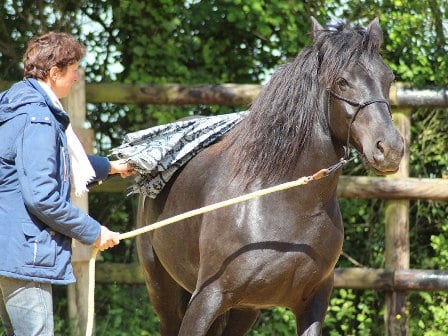 equitation ethologique