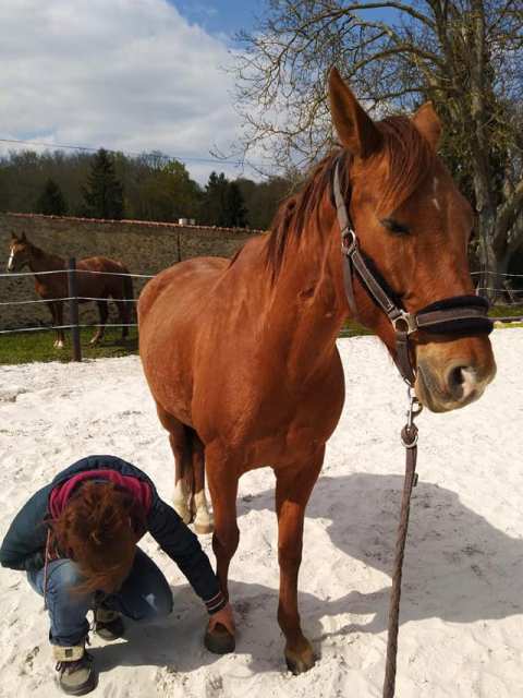 equicie cheval baika