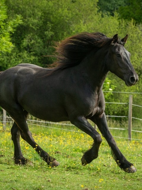 equicie cheval emma