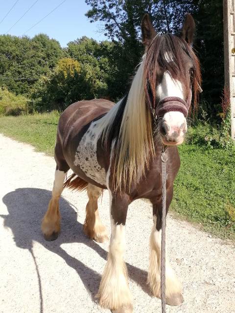 equicie cheval finesse