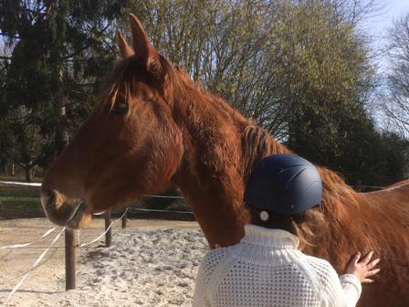 equicie calin cheval