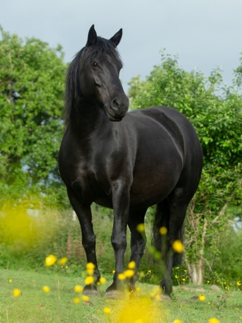 merens equicie