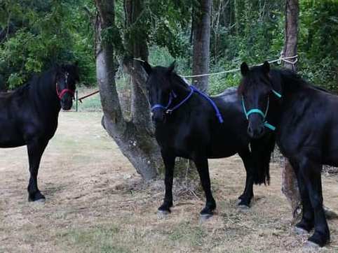 equipe chevaux equicie