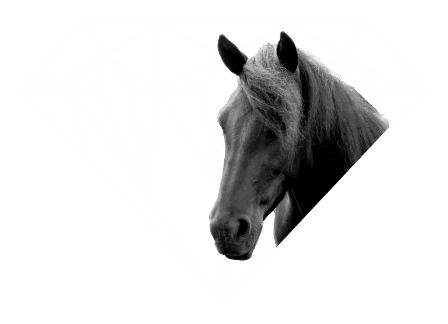 logo haras du diamantnoir