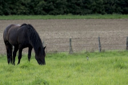 pension etape chevaux