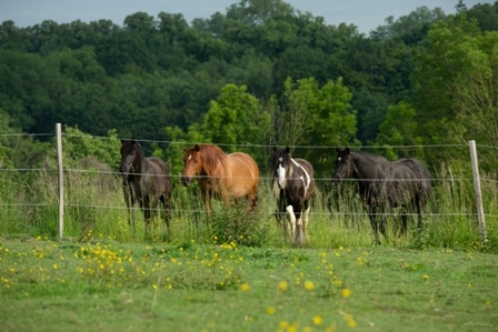 pension chevaux pre