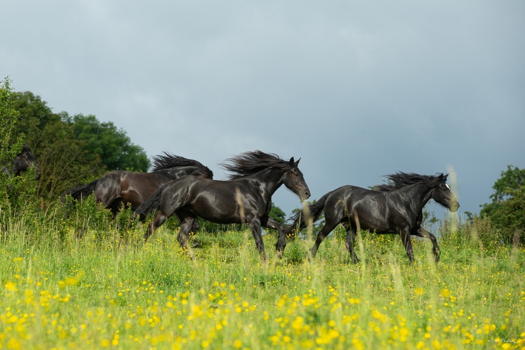 merens galop