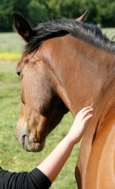 equicie cheval