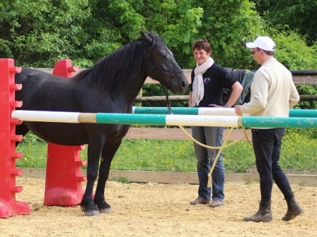 stage equestre