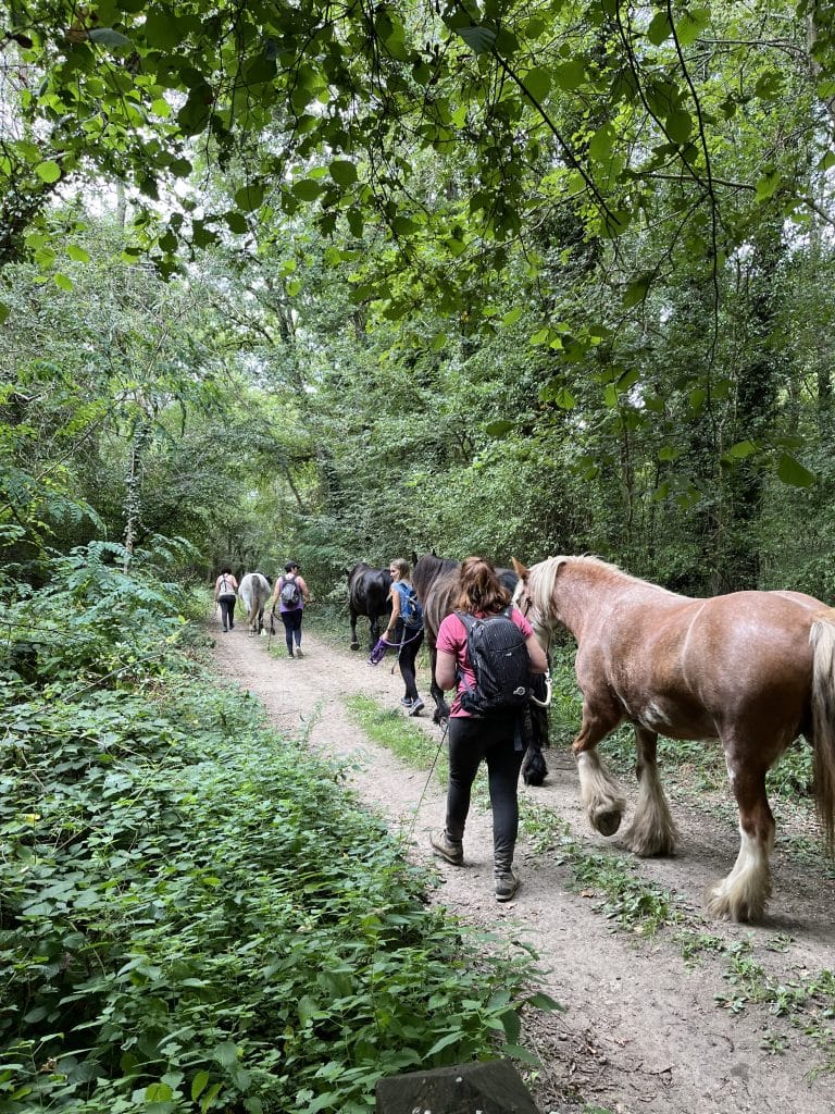 rallye équestre en forêt